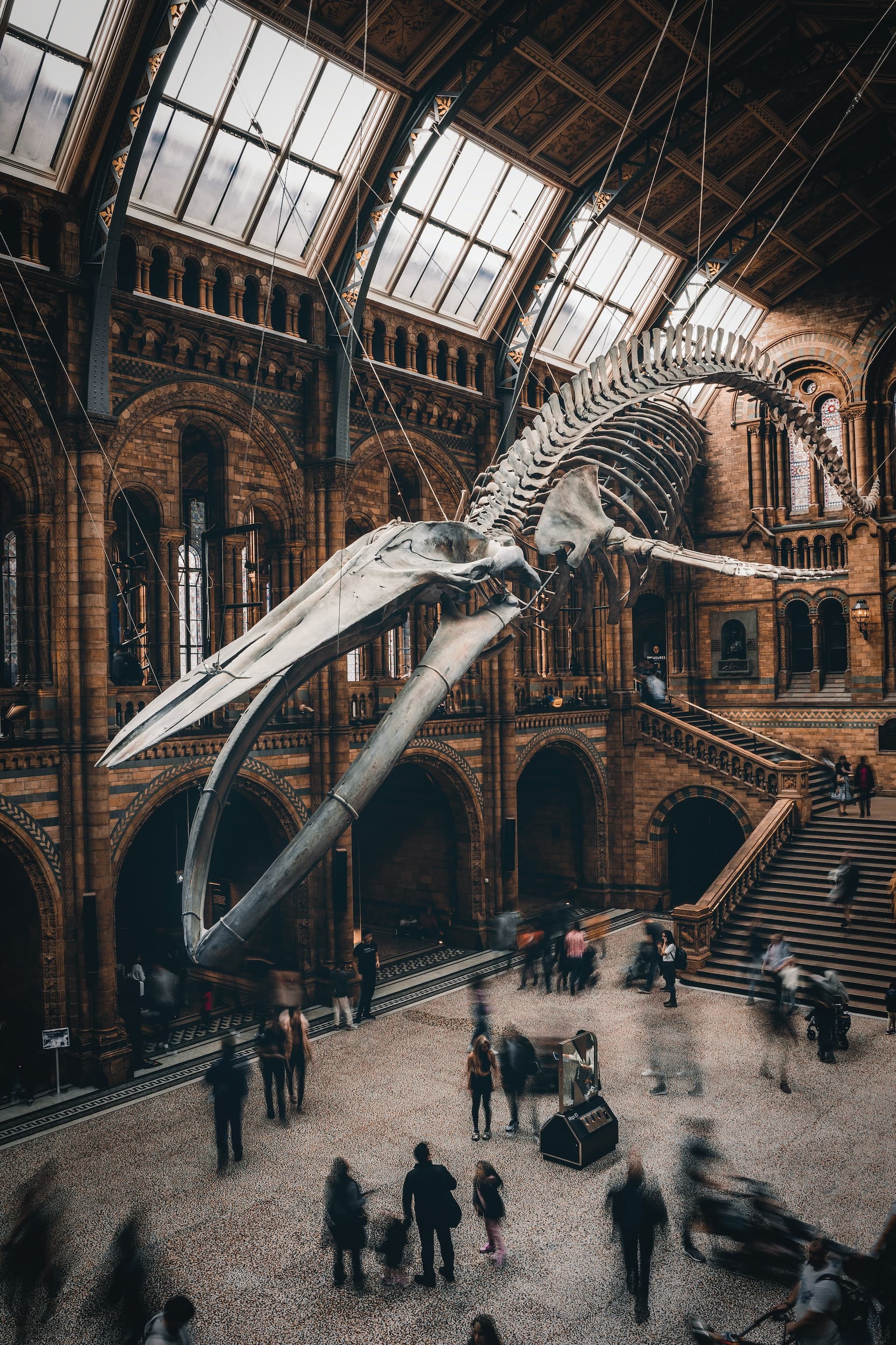 historical museum hall with large whale skeleton hanging from the ceiling